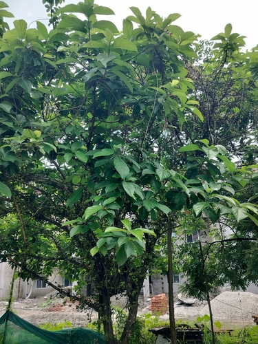 Opposite-leaved fig (Ficus hispida)