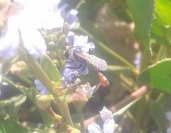 Podalonia tydei suspiciosa