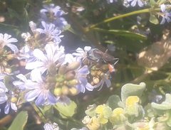 Podalonia tydei suspiciosa