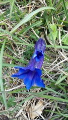 Gentiana clusii clusii