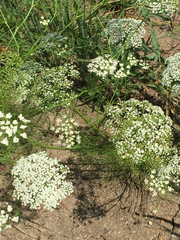 Ptilimnium capillaceum