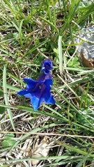 Gentiana clusii clusii