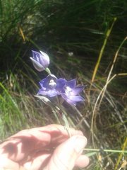 Thelymitra macrophylla