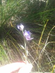 Thelymitra macrophylla