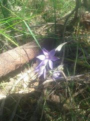 Thelymitra macrophylla