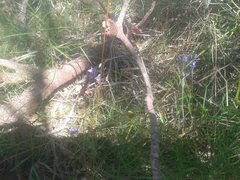 Thelymitra macrophylla