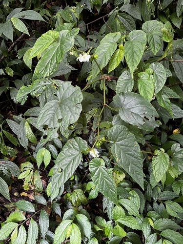 Image of Begonia longifolia by (c) 黃美滿, some rights reserved (CC BY)