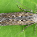 Potato Tuber Moth - Photo (c) Andrey Ponomarev, some rights reserved (CC BY-NC), uploaded by Andrey Ponomarev