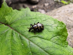 Liparus glabrirostris