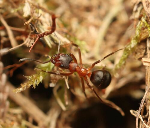 芙氏凹头蚁Formica forsslundi