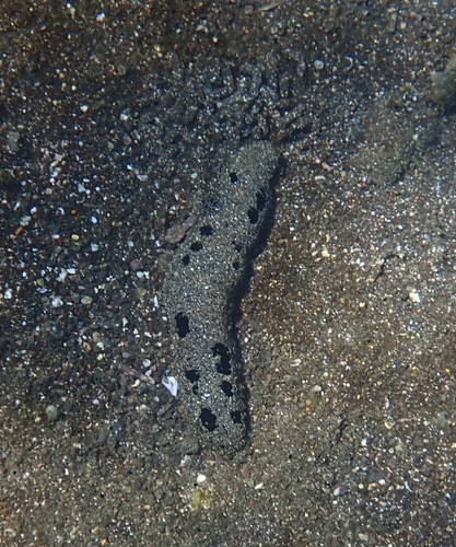 Black sea cucumber