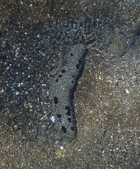 Black sea cucumber
