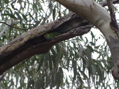 Parvipsitta porphyrocephala