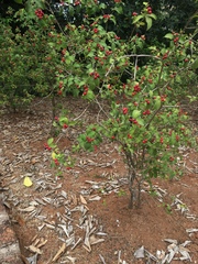 Magnoliopsida