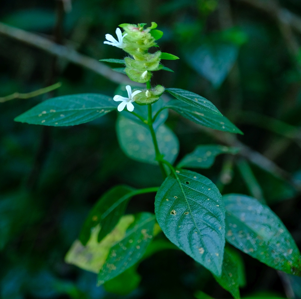 Papleafs