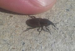 Sphenophorus brunnipennis