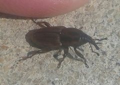 Sphenophorus brunnipennis
