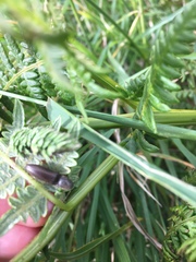 Athous haemorrhoidalis