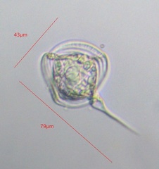 Phacus longicauda tortus