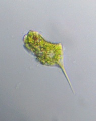 Phacus longicauda tortus