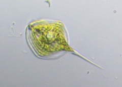 Phacus longicauda tortus