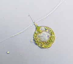 Phacus longicauda tortus