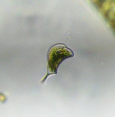 Phacus longicauda tortus