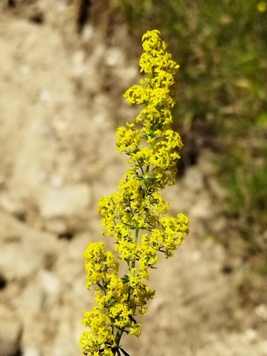 Bedstraw in a dry meadow