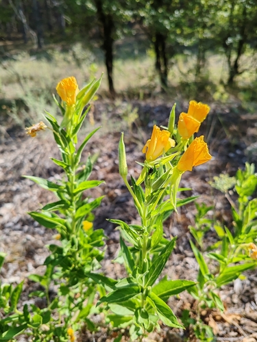 Large-flower evening primrose (Oenothera suaveolens)