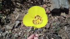 Calochortus concolor