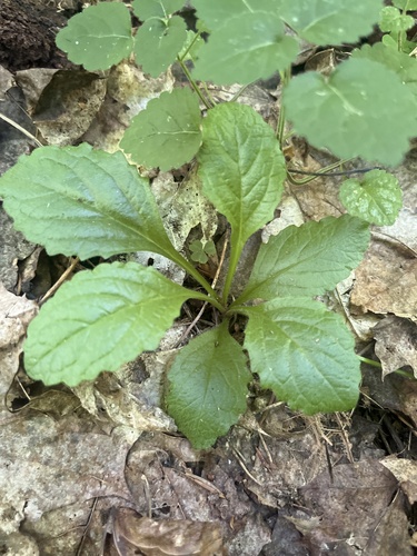 common bugle (Ajuga reptans)