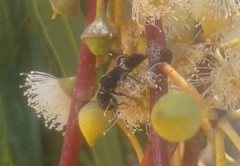 Scrobiger splendidus