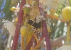 Scrobiger splendidus