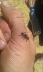 Scrobiger splendidus