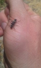 Scrobiger splendidus