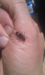 Scrobiger splendidus