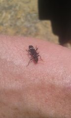 Scrobiger splendidus