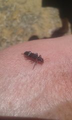 Scrobiger splendidus