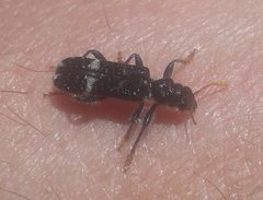 Scrobiger splendidus