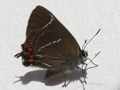 Satyrium w-album