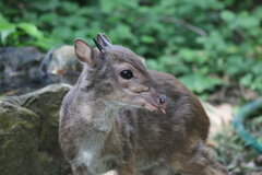 Blue Duiker photo 3