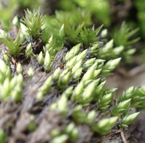 Ochiobryum blandum, 2024-07-02