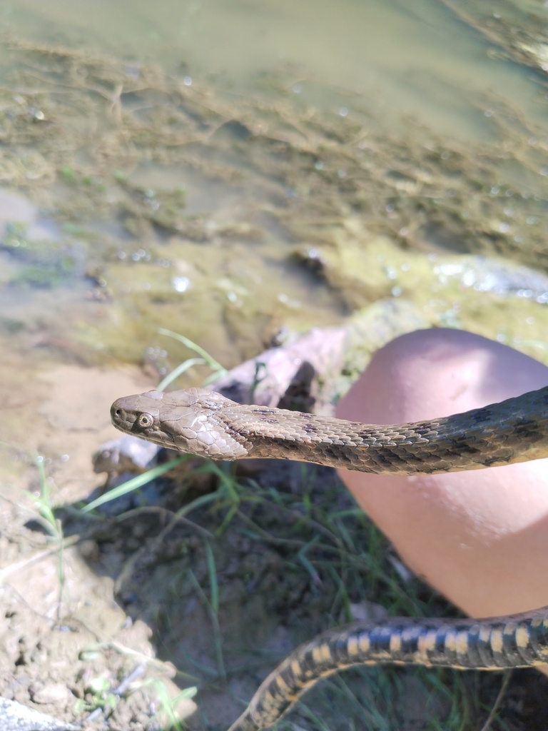 Tessellated Water Snake from Popovičko jezero, Popovica, Fruška gora on ...