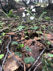 Cardamine trifolia