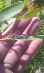 Rhinotia suturalis