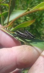 Rhinotia suturalis