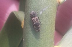 Xyroscelis crocata