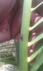 Xyroscelis crocata