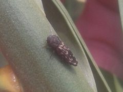 Xyroscelis crocata