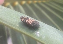 Xyroscelis crocata